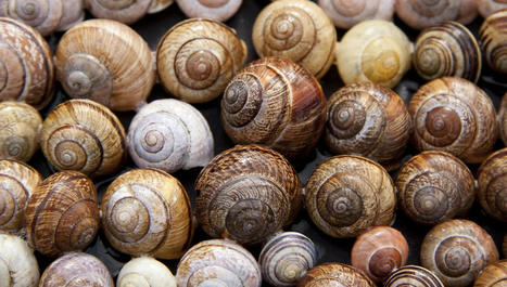 Les escargots de la Caracole en Cévennes : petit gris ou gros gris ? | Cévennes Infos Tourisme | Scoop.it