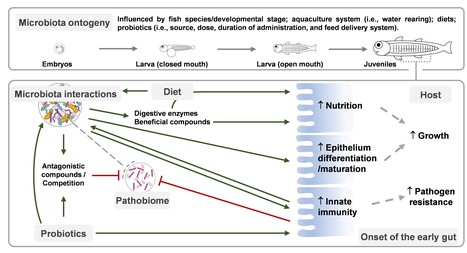 Probiotics in Fish Aquaculture | iBB | Scoop.it