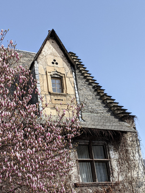 Ancizan : un magnolia en pleine renaissance | Vallées d'Aure & Louron - Pyrénées | Scoop.it