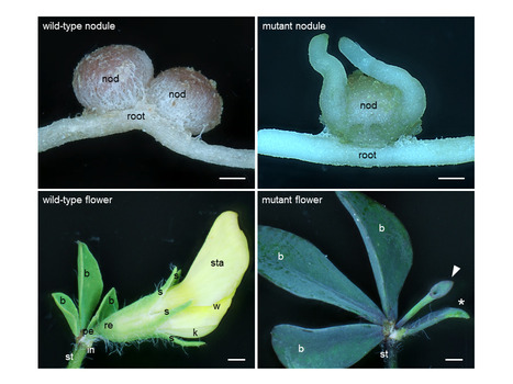Lotus japonicus NOOT-BOP-COCH-LIKE1 is essential for nodule, nectary, leaf and flower development | Life Sciences Université Paris-Saclay | Scoop.it