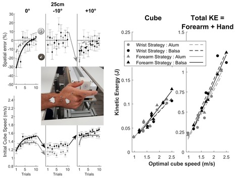 Le cerveau connait-il la friction ? | Life Sciences Université Paris-Saclay | Scoop.it