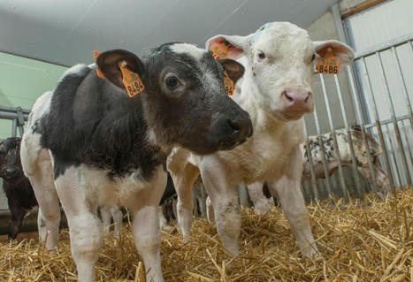 Réussir l’alimentation du veau en cinq étapes clés | Actualité Bétail | Scoop.it