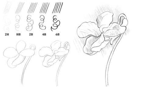 Study of a Flower | Drawing and Painting Tutorials | Scoop.it