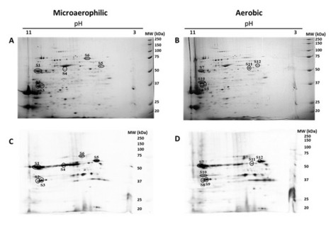 New Insights into the Immunoproteome of B. cenocepacia From Cystic Fibrosis Patients | iBB | Scoop.it