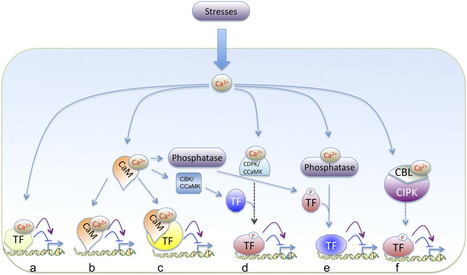 Coping with Stresses: Roles of Calcium- and Calcium/Calmodulin-Regulated Gene Expression | Plant Biology Teaching Resources (Higher Education) | Scoop.it