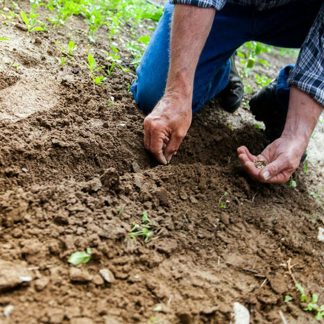 Soil monitoring law: New EU directive calls for sustainable food production | Sustainable Procurement News | Scoop.it
