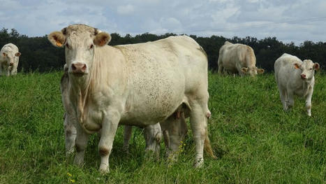 Indre-et-Loire : un label pour proposer de la viande bovine locale et de qualité dans les collèges | Actualité Bétail | Scoop.it
