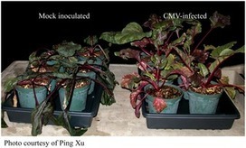 PLOS Pathogens: Plant Virus Ecology | Virology News | Scoop.it