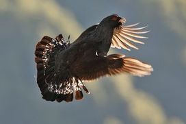 "Plumes de cimes", le livre de photos qui retourne à la vie sauvage - Libé Toulouse | Vallées d'Aure & Louron - Pyrénées | Scoop.it