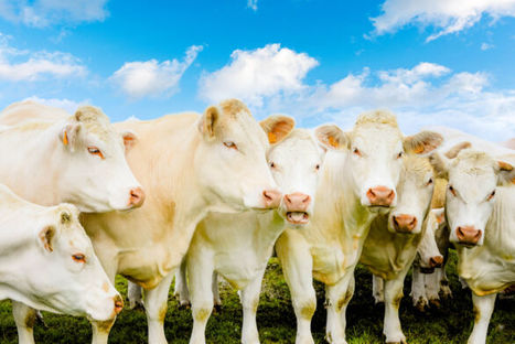 Viande bovine – Les abatteurs remettent la pression sur les laitières | Actualité Bétail | Scoop.it