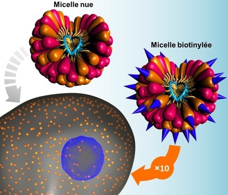 Des nanovecteurs micellaires fonctionnalisés pour une thérapie ciblée des tumeurs | Life Sciences Université Paris-Saclay | Scoop.it