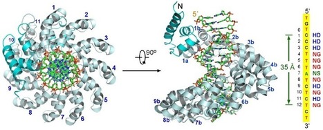 Science: Structural Basis for Sequence-Specific Recognition of DNA by TAL Effectors | Plants and Microbes | Scoop.it