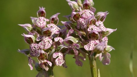 Découvrez, département par département, quelles sont les espèces de plantes menacées près de chez vous  | Vallées d'Aure & Louron - Pyrénées | Scoop.it