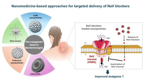 Nanomédecine et bloqueurs des canaux sodiques voltage-dépendants dans la gestion de la douleur : une avancée majeure ou une cause perdue ? | Life Sciences Université Paris-Saclay | Scoop.it