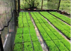 COLOMBIA: Resultados Promisorios del Sistema Intensivo del Cultivo del Arroz (SRI) en el Tolima | SRI Global News: February - April 2024 **sririce -- System of Rice Intensification | Scoop.it
