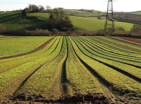 Managing Crops for Climate Change Can Also Manage Pests | SRI Global News: February - April 2024 **sririce -- System of Rice Intensification | Scoop.it