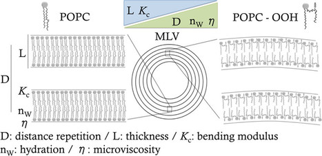 Lipid Hydroperoxide Compromises the Membrane Structure Organization | iBB | Scoop.it