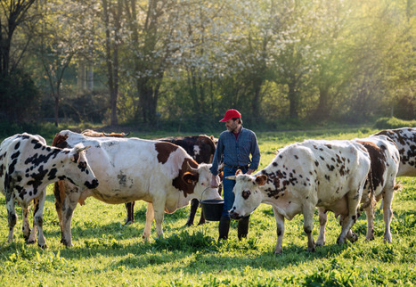 90 % des éleveurs laitiers travaillent plus de 50 heures par semaine | Elevage et société | Scoop.it