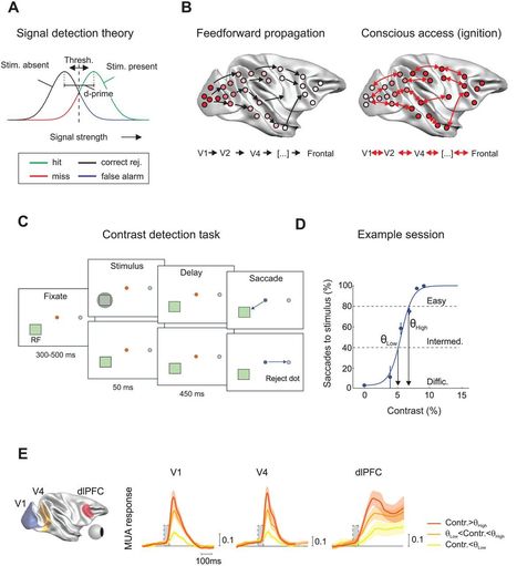 The threshold for conscious report: Signal loss and response bias in visual and frontal cortex | Life Sciences Université Paris-Saclay | Scoop.it