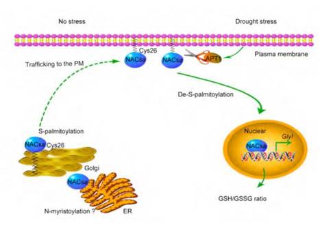 A lipid-anchored NAC transcription factor translocates into nucleus to activate GlyI gene expression involved in drought stress | The Plant Cell | Scoop.it