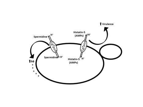 AntiMicrobial Peptide Resistance Conferred by a Polyamine Transporter: a New Virulence Mechanism | iBB | Scoop.it