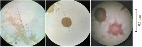 Non ecotoxic biosurfactants can help on sea bioremediation? First steps for a new oil spill response strategy | iBB | Scoop.it