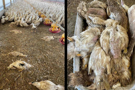 La grippe aviaire augmente en Dordogne, les restrictions et les abattages sont renforcés | La Gazette des abattoirs | Scoop.it