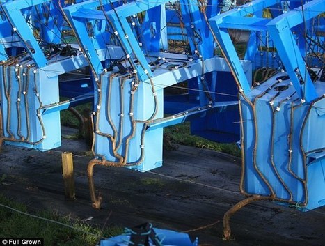 En Grande-Bretagne, des chaises 100% naturelles poussent dans un champ | Eco-conception | Scoop.it