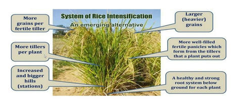 INDONESIA: System of Rice Intensification (SRI) Solusi Budidaya Padi Sehat Berkelanjutan  | SRI Global News: February - April 2024 **sririce -- System of Rice Intensification | Scoop.it