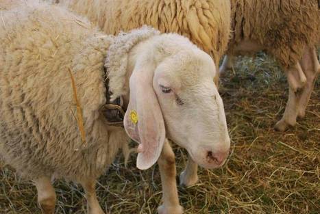 Rilancio del settore ovino da latte in Toscana  | Confraternita di Santa Maria della Quercia dei Macellai di Roma | Scoop.it