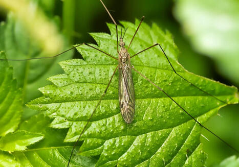 Le changement climatique accélère l'émergence des insectes des cours d'eau alpins : sont particulièrement concernés ceux qui émergent en automne, et les réseaux alimentaires auxquels ils contribuent | Changement climatique & Biodiversité | Scoop.it