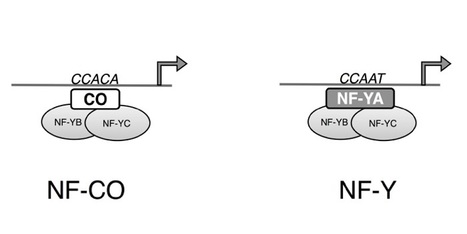 In Brief: CONSTANS Companion: CO Binds the NF-YB/NF-YC Dimer and Confers Sequence-Specific DNA Binding | The Plant Cell | Scoop.it