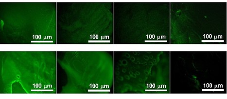 Functionalization of Cellulose Hydrogels with Carbohydrate-Binding Module Fusions | iBB | Scoop.it