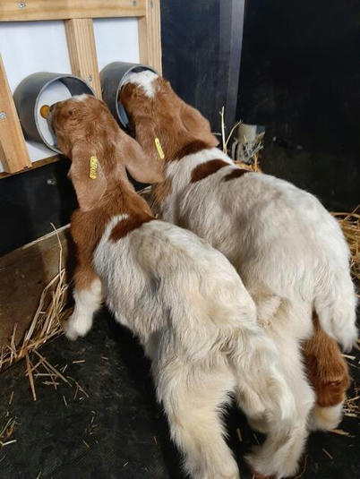 Quel itinéraire technique adopter pour l’engraissement des chevreaux ? | Actualité Bétail | Scoop.it