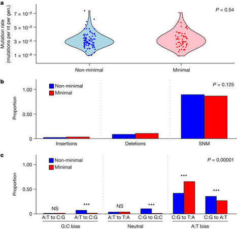 Evolution of a minimal cell | SynBioFromLeukipposInstitute | Scoop.it