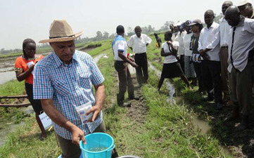 KENYA: Out goes paddy rice farming, in comes a new efficient method | SRI Global News: February - April 2024 **sririce -- System of Rice Intensification | Scoop.it