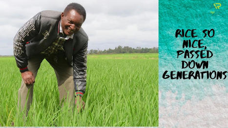 KENYA: Creating Generational Wealth through Rice Farming | SRI Global News: February - April 2024 **sririce -- System of Rice Intensification | Scoop.it