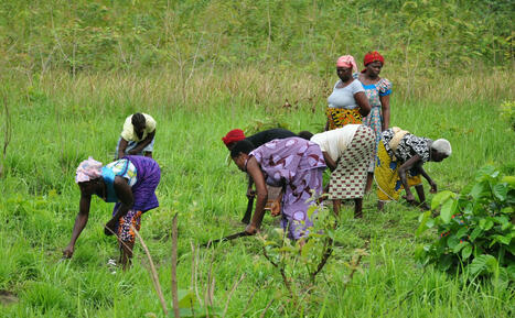 COTE D’IVOIRE : l'agriculture c'est encore 25 % du PIB et 60% des emplois !  | AFRIQUES | Scoop.it