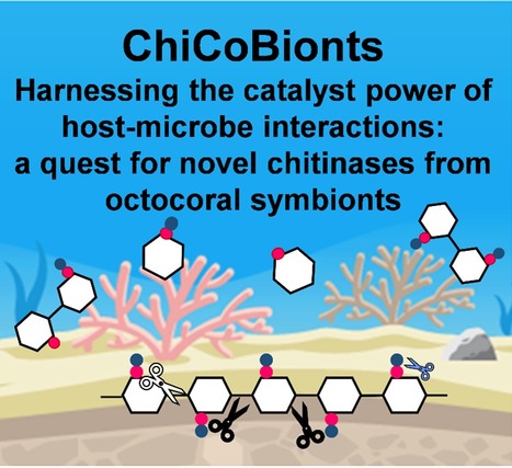 ChiCoBionts: Chitinases from the Octocoral Microbiome | iBB | Scoop.it