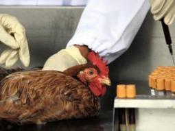 H7N9 virus: Should SA be worried? | Virology News | Scoop.it