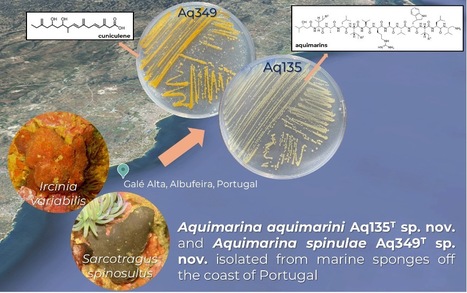 iBB and DBE researchers identify novel bacterial species from marine sponges in Portugal | iBB | Scoop.it