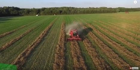 Luzerne déshydratée, un marché mondial de plusieurs millions de tonnes dans moins de 5 ans - Wikiagri.fr | Protéines végétales | Scoop.it