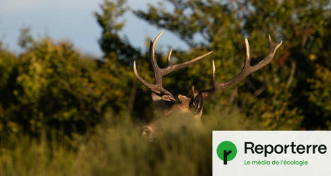 Le brame du cerf, un rendez-vous avec le sauvage | Cévennes Infos Tourisme | Scoop.it