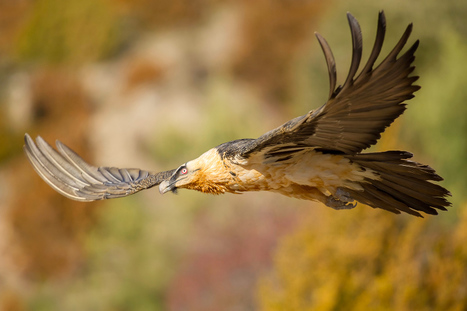 Exposition sur les oiseaux pyrénéens à la Maison de la nature à Aulon jusqu'au 27 février | Vallées d'Aure & Louron - Pyrénées | Scoop.it