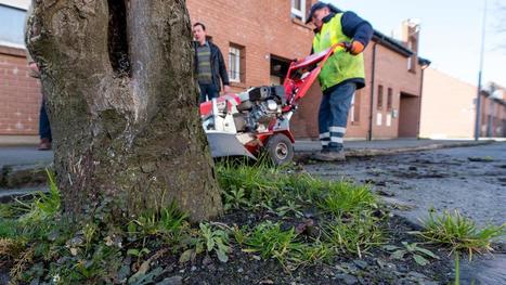 SAINS-EN-GOHELLE - Apprenons à vivre avec les mauvaises herbes, notre santé en dépend | Vers la transition des territoires ! | Scoop.it