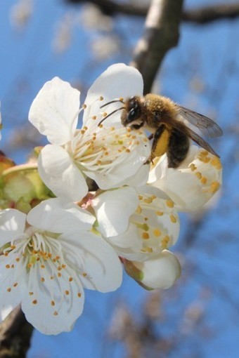BEE FRIENDLY | Un label pour les produits respectueux des pollinisateurs | Paysage - Agriculture | Scoop.it