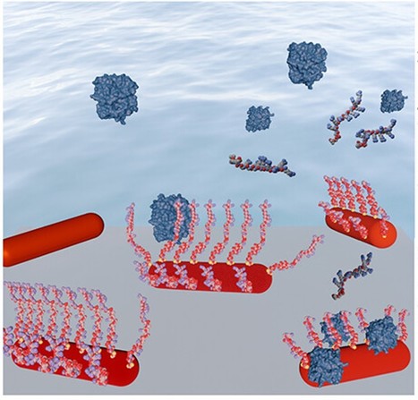 Single-Particle Plasmon Sensor to Monitor Proteolytic Activity in Real Time | iBB | Scoop.it