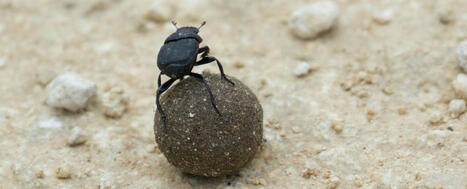 Scientists Have Finally Figured Out How Dung Beetles Use Celestial Navigation to Return Home | Biognosis | Scoop.it