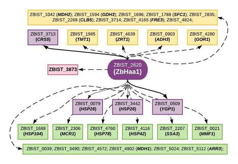 Regulation of Zygosaccharomyces bailii Early Response to Acetic Acid and Copper Stress | iBB | Scoop.it