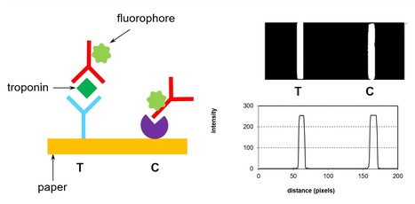 Cellulose-Based Lateral Flow Immunoassay for the Fluorescent Detection of Troponin | iBB | Scoop.it